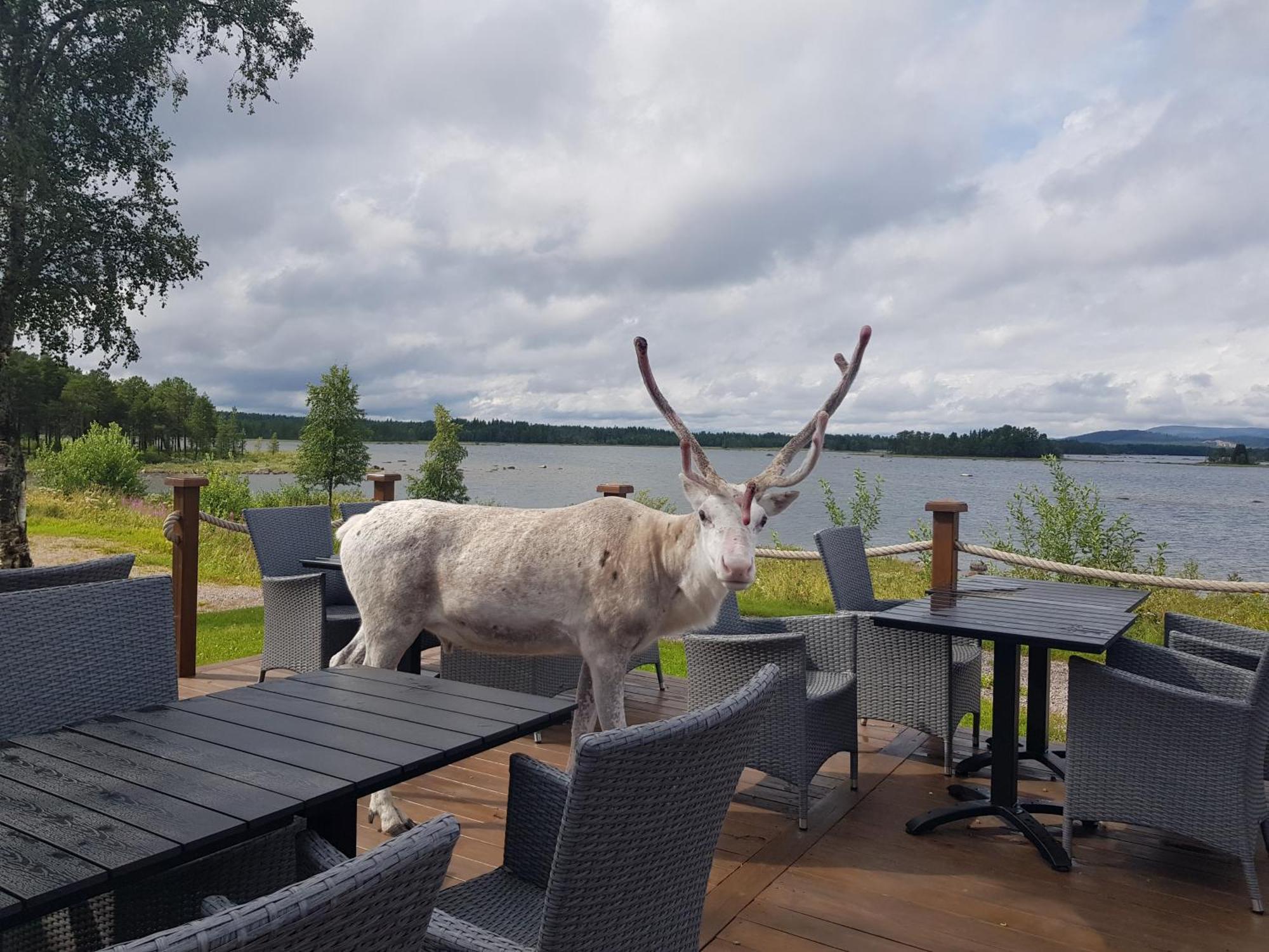 Kraja Hotel Arjeplog Bagian luar foto